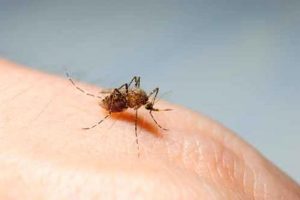 Sivrisineklerden Nasıl Kurtuluruz?