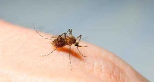 Sivrisineklerden Nasıl Kurtuluruz?