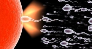 Sperm Sayısını Yükseltmek İçin Ne Yapmalı?